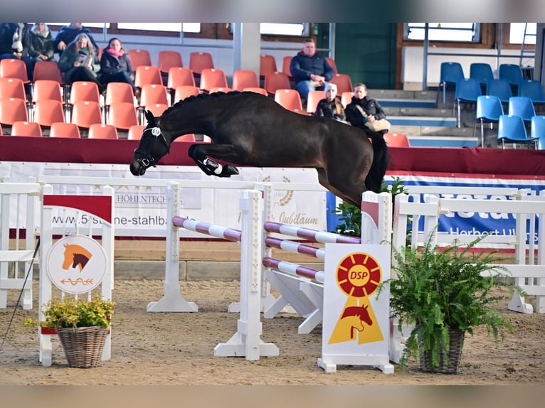 Poni alemán Semental 4 años 148 cm Morcillo in Neustadt Dosse