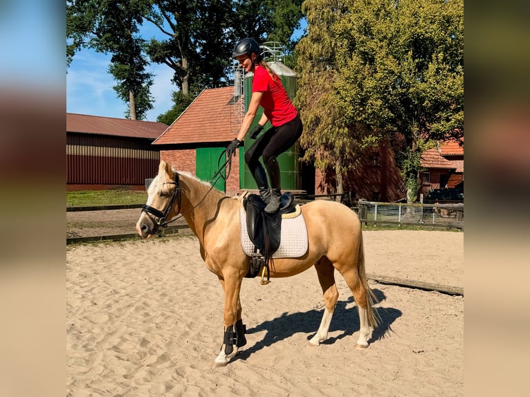 Poni alemán Semental 4 años 148 cm Palomino in Berge