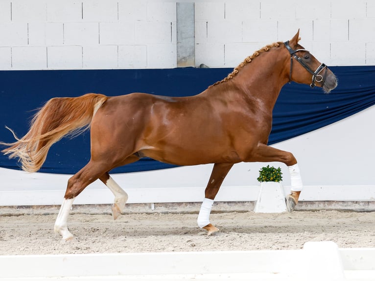 Poni alemán Semental 4 años 149 cm Alazán in Marsberg