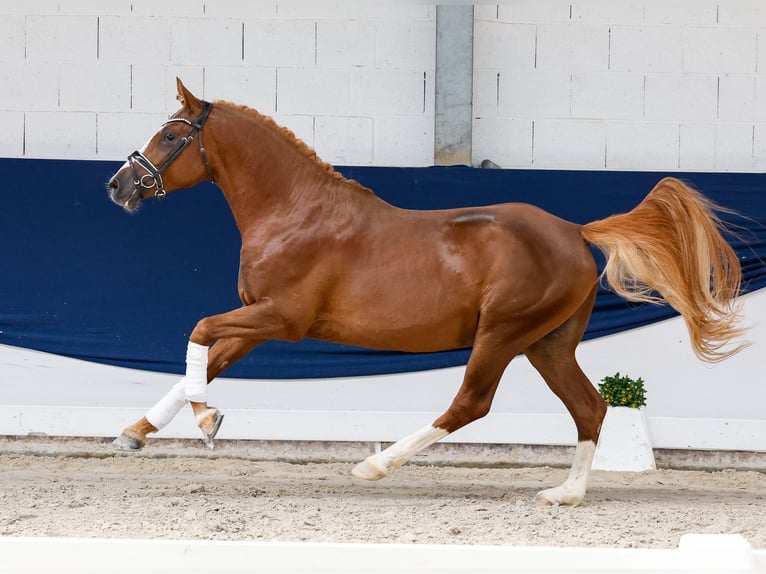 Poni alemán Semental 4 años 149 cm Alazán in Marsberg