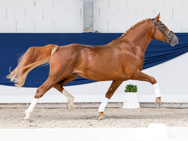 Poni alemán Semental 4 años 149 cm Alazán in Marsberg