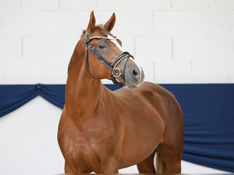 Poni alemán Semental 4 años 149 cm Alazán in Marsberg