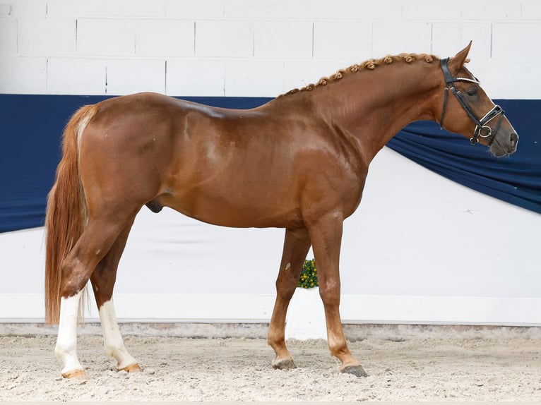 Poni alemán Semental 4 años 149 cm Alazán in Marsberg