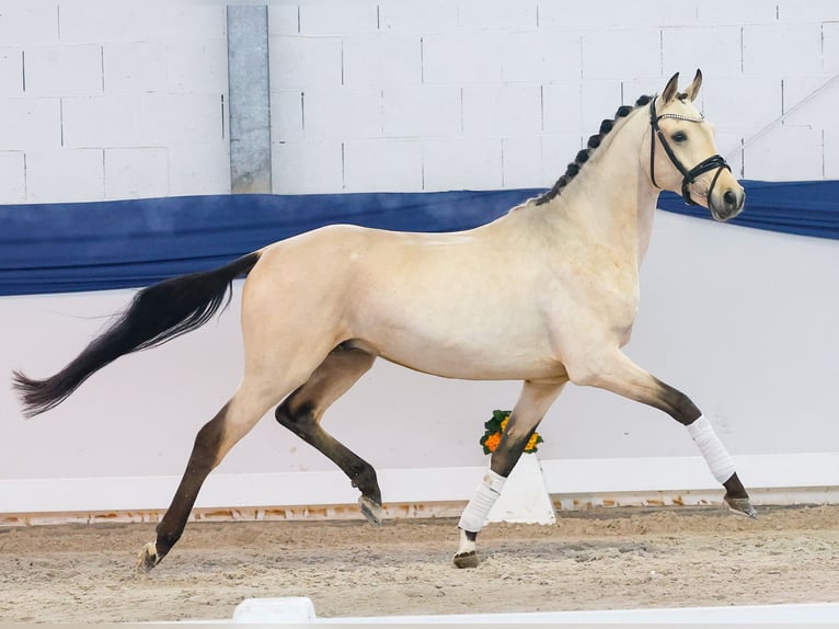 Poni alemán Semental 4 años 151 cm Bayo in Marsberg
