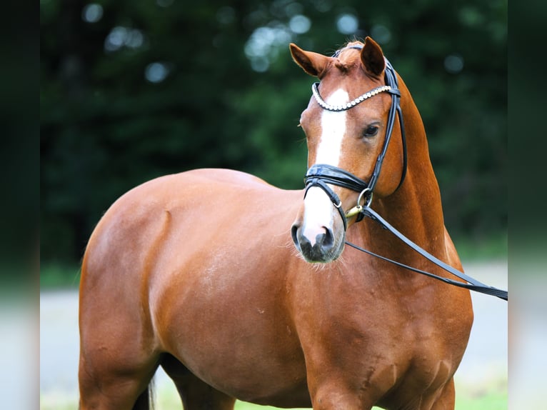 Poni alemán Semental 4 años 152 cm Alazán in Rehburg-Loccum