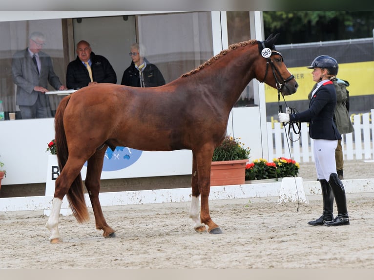 Poni alemán Semental 4 años 152 cm Alazán in Rehburg-Loccum