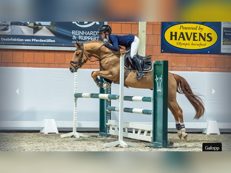 Poni alemán Semental 4 años Alazán in Mönchengladbach