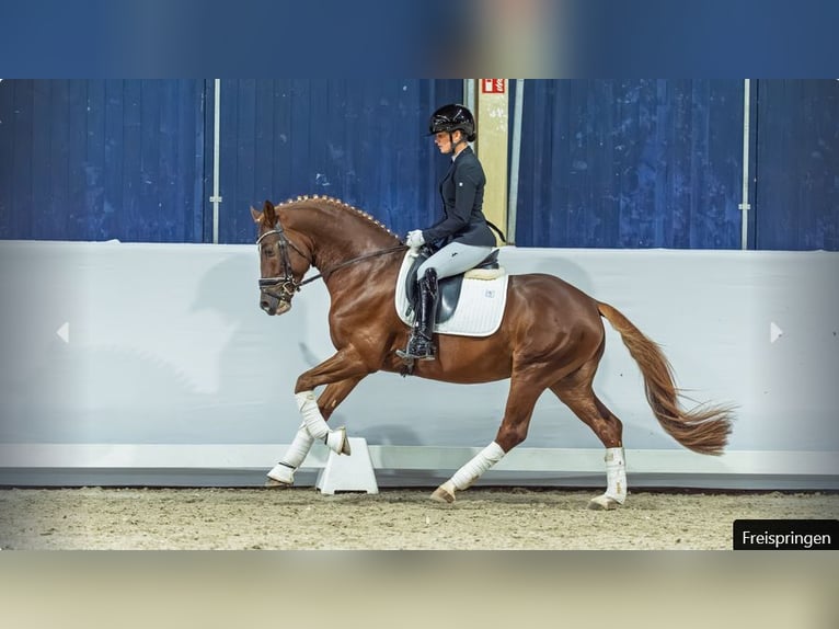 Poni alemán Semental 4 años Alazán-tostado in Mönchengladbach
