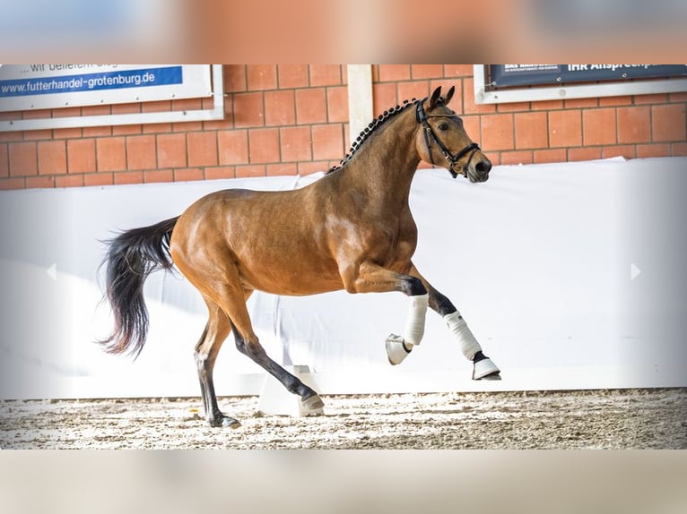 Poni alemán Semental 4 años Buckskin/Bayo in Mönchengladbach