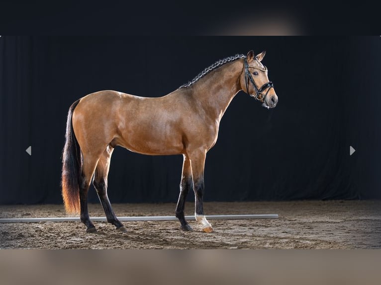 Poni alemán Semental 4 años Buckskin/Bayo in Mönchengladbach