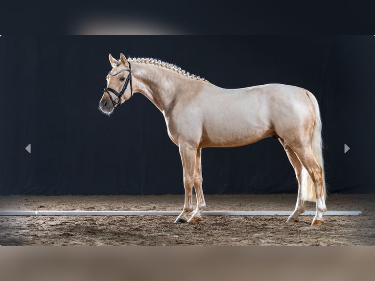 Poni alemán Semental 4 años Palomino in Mönchengladbach