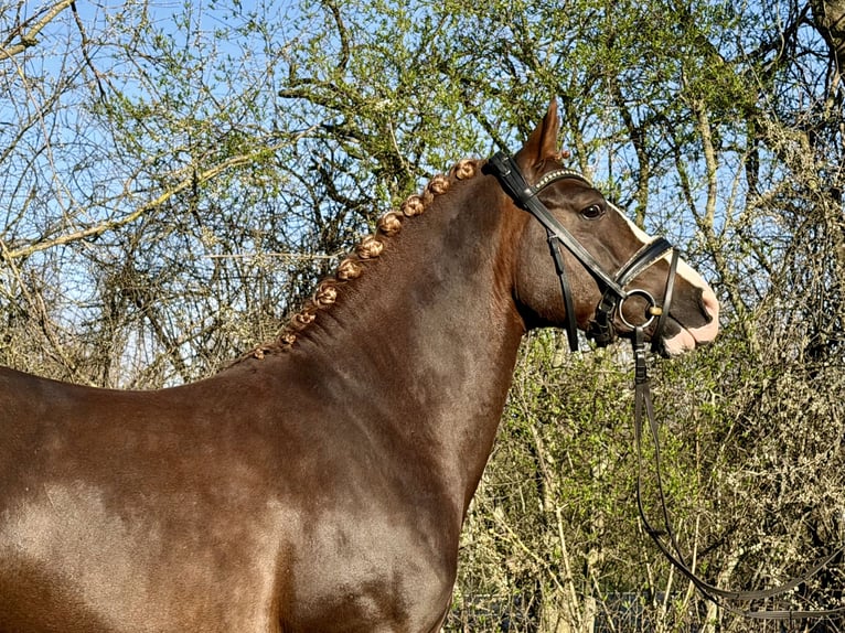 Poni alemán Semental 5 años 145 cm Alazán-tostado in Grevenbroich