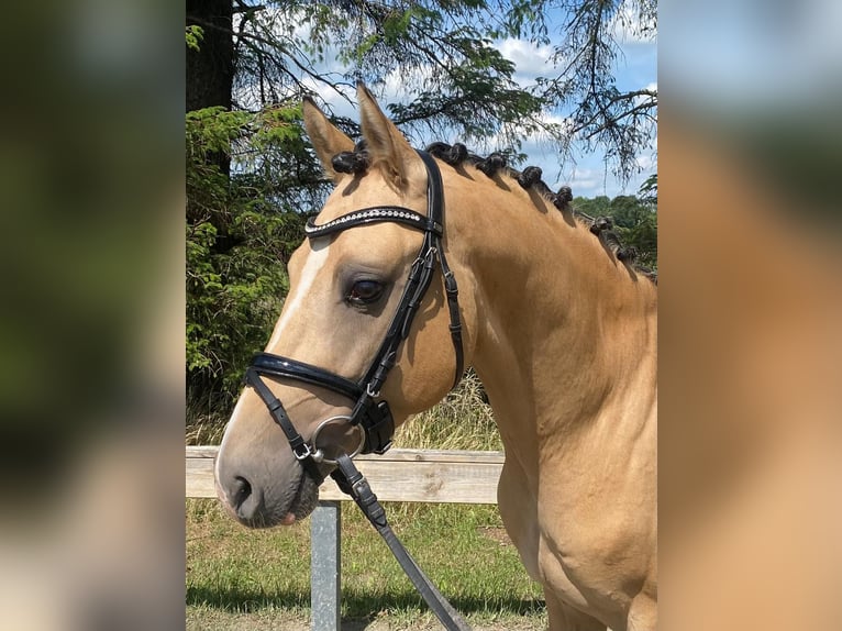 Poni alemán Semental 5 años 147 cm Bayo in Süderlügum