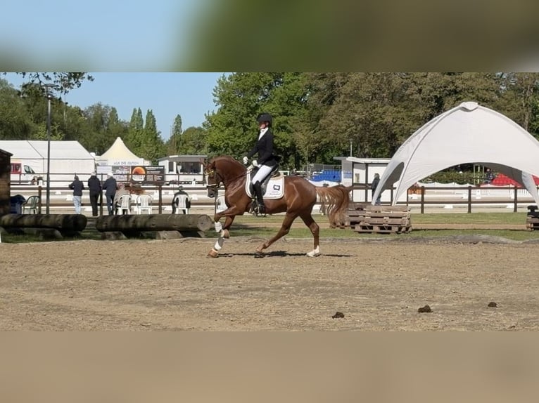 Poni alemán Semental 5 años 148 cm Alazán in Achim