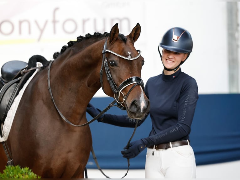 Poni alemán Semental 5 años 154 cm Castaño in Marsberg
