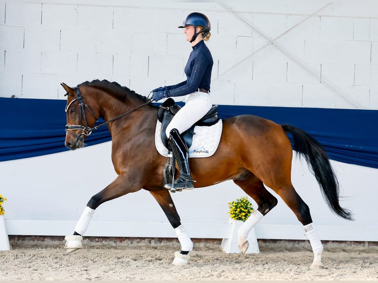 Poni alemán Semental 5 años 154 cm Castaño in Marsberg