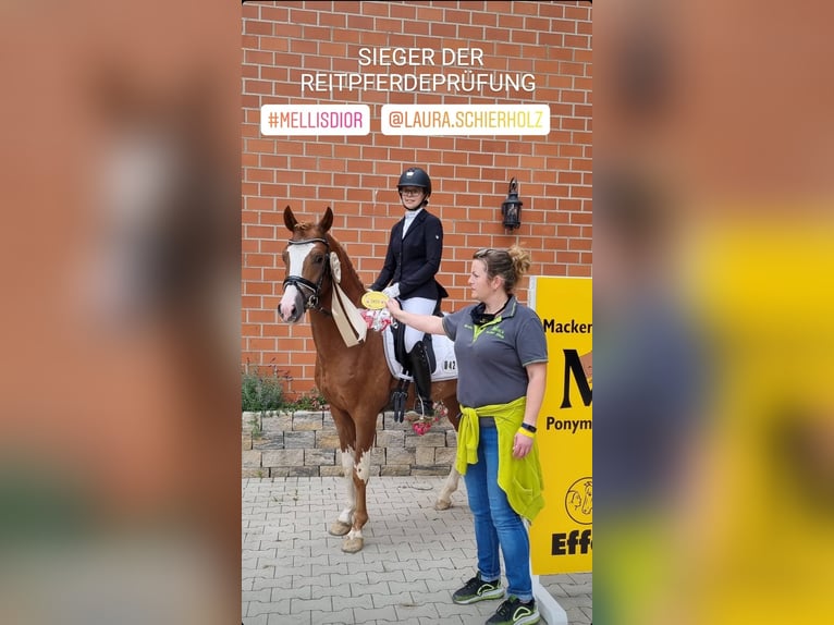 Poni alemán Semental 6 años 147 cm Alazán in Stuhr