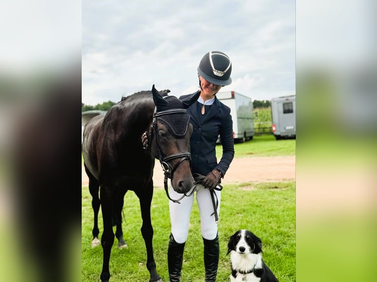 Poni alemán Semental 6 años 147 cm Castaño oscuro in Coesfeld-Lette