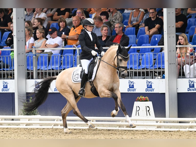 Poni alemán Semental 6 años 148 cm Buckskin/Bayo in Vettweiß