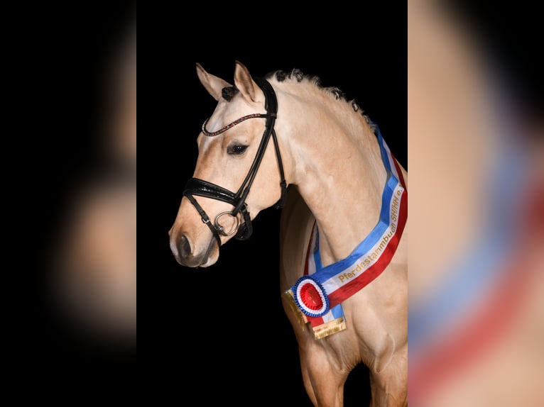 Poni alemán Semental 6 años 148 cm Buckskin/Bayo in Vettweiß