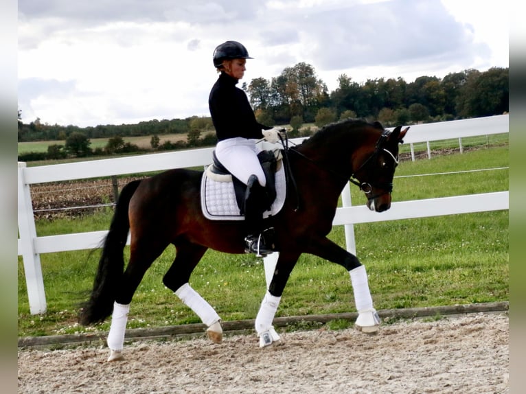 Poni alemán Semental 6 años 148 cm Castaño in Recke, bei Osnabrück