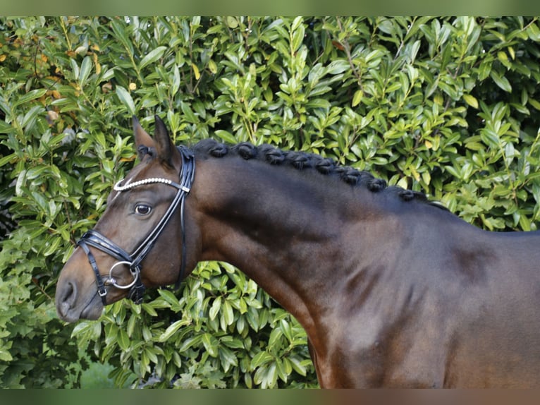 Poni alemán Semental 6 años 148 cm Castaño in Recke, bei Osnabrück