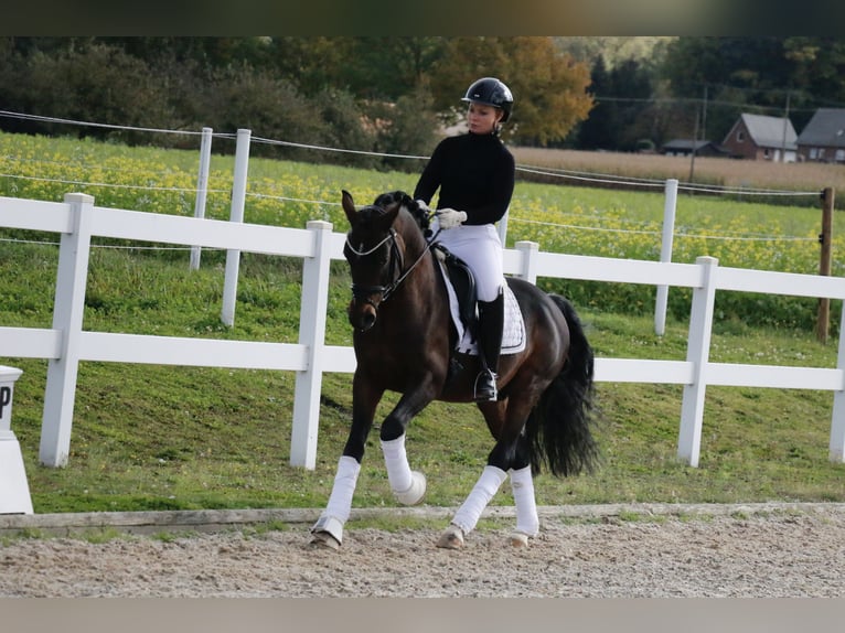 Poni alemán Semental 6 años 148 cm Castaño in Recke, bei Osnabrück