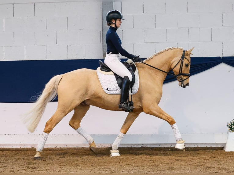 Poni alemán Semental 6 años 149 cm Palomino in Marsberg