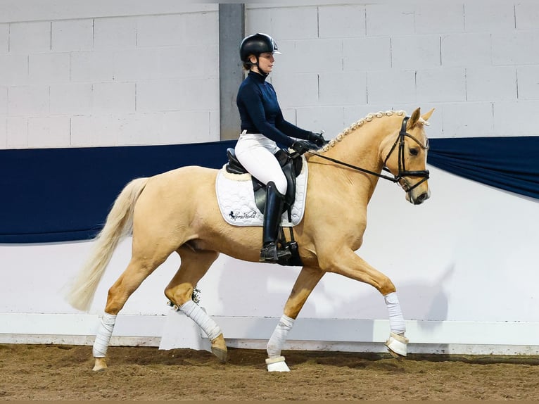 Poni alemán Semental 6 años 149 cm Palomino in Marsberg