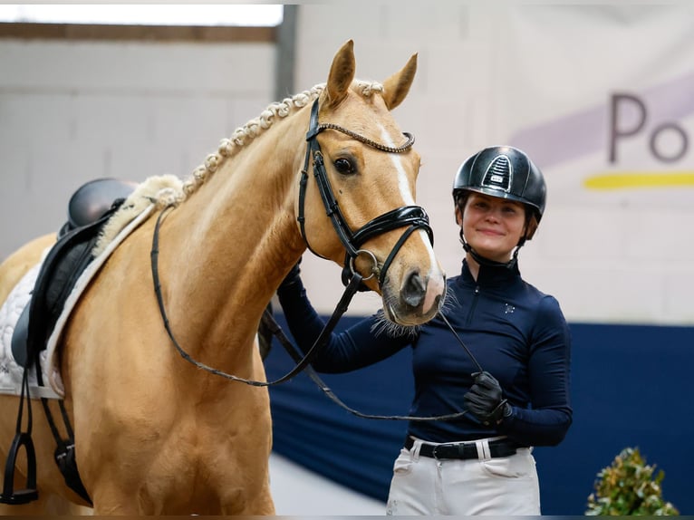 Poni alemán Semental 6 años 149 cm Palomino in Marsberg