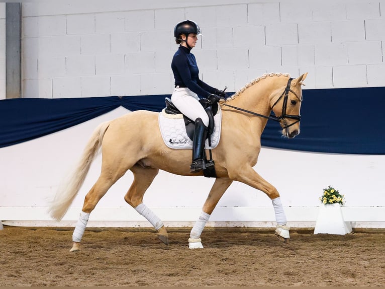 Poni alemán Semental 6 años 149 cm Palomino in Marsberg