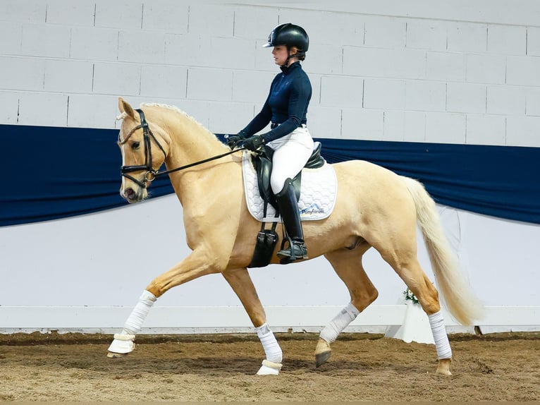 Poni alemán Semental 6 años 149 cm Palomino in Marsberg
