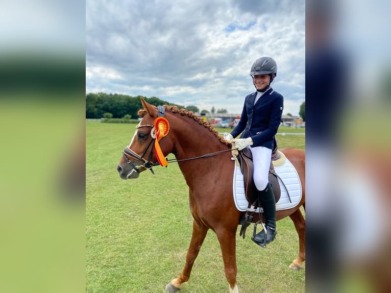 Poni alemán Semental 7 años 145 cm Alazán in Todenb&#xFC;ttel