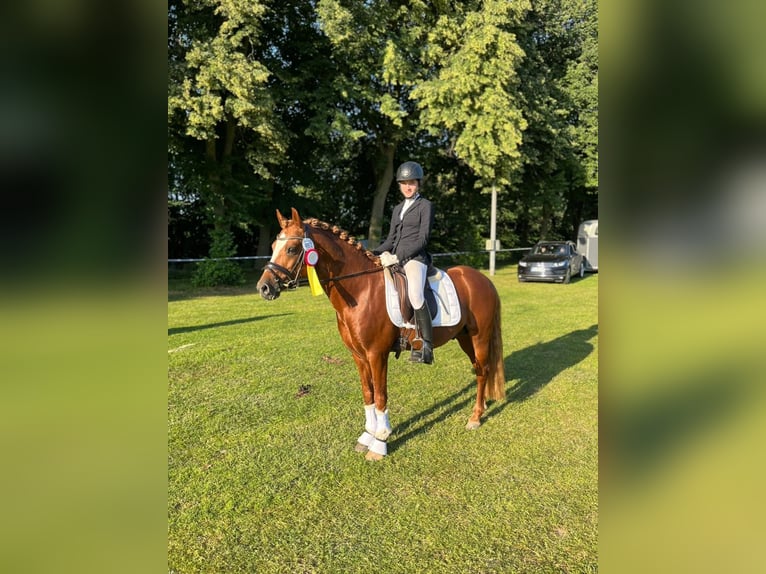 Poni alemán Semental 7 años 145 cm Alazán in Todenb&#xFC;ttel