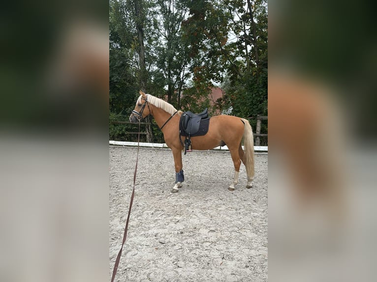 Poni alemán Semental 7 años 148 cm Palomino in Wałbrzych