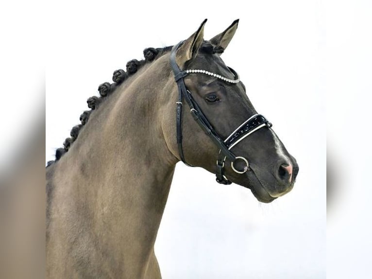 Poni alemán Semental 7 años Negro in Vechta