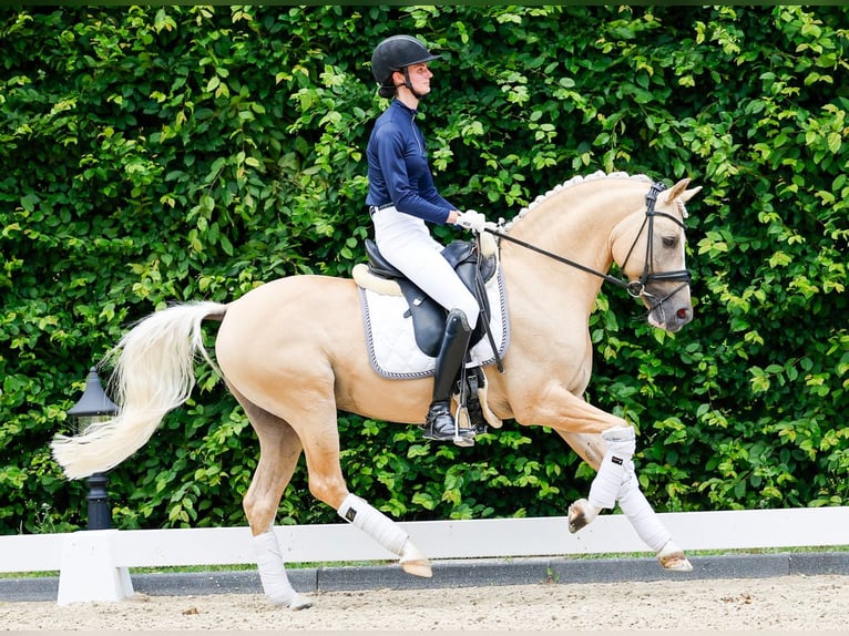 Poni alemán Semental 8 años 146 cm Palomino in Marsberg