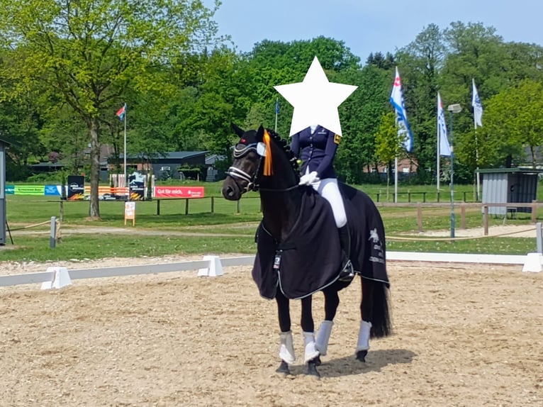 Poni alemán Semental 8 años 155 cm Castaño oscuro in Cuxhaven