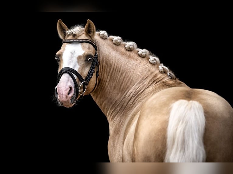Poni alemán Semental 9 años 145 cm Palomino in Schönwalde