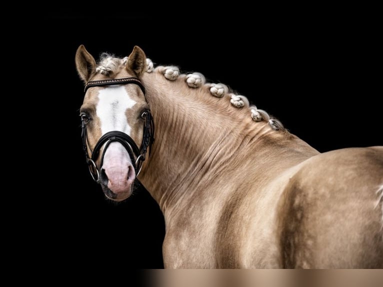 Poni alemán Semental 9 años 145 cm Palomino in Schönwalde