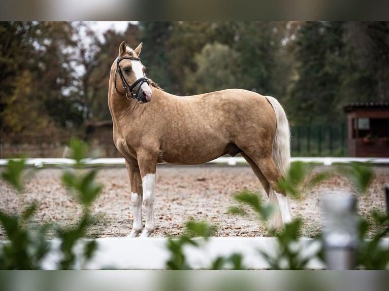 Poni alemán Semental 9 años 145 cm Palomino in Schönwalde