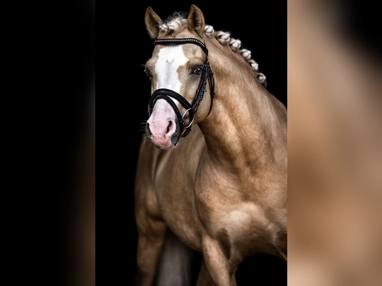 Poni alemán Semental 9 años 145 cm Palomino in Schönwalde