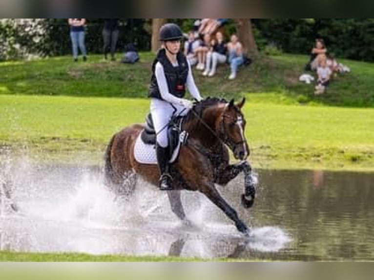 Poni alemán Semental 9 años 147 cm Castaño oscuro in Dörpstedt