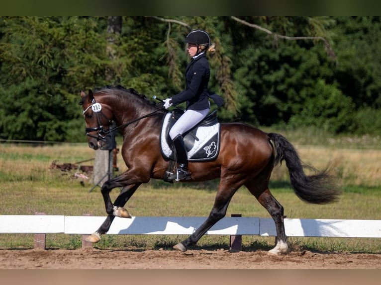 Poni alemán Semental 9 años 147 cm Castaño oscuro in Dörpstedt