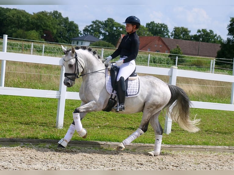 Poni alemán Semental 9 años 147 cm Tordo in Recke, bei Osnabrück Poni alemán Semental 9 años 147 cm Tordo in Recke, bei Osnabrück