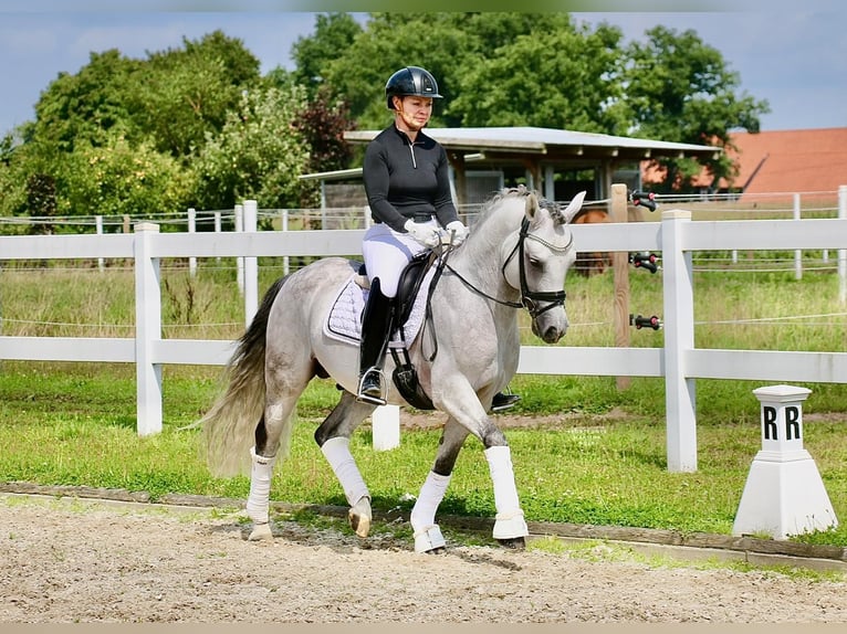 Poni alemán Semental 9 años 147 cm Tordo in Recke, bei Osnabrück Poni alemán Semental 9 años 147 cm Tordo in Recke, bei Osnabrück