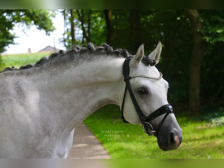 Poni alemán Semental 9 años 147 cm Tordo in Recke, bei Osnabrück Poni alemán Semental 9 años 147 cm Tordo in Recke, bei Osnabrück