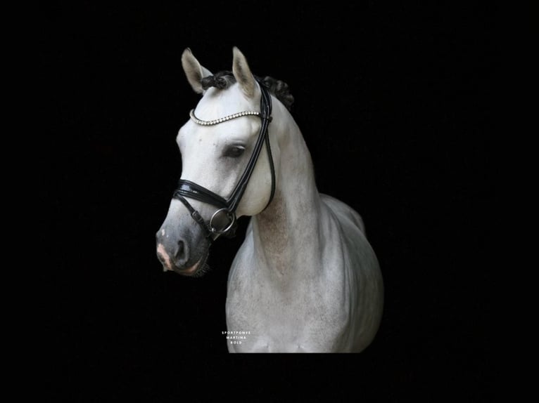 Poni alemán Semental 9 años 147 cm Tordo in Recke, bei Osnabrück Poni alemán Semental 9 años 147 cm Tordo in Recke, bei Osnabrück