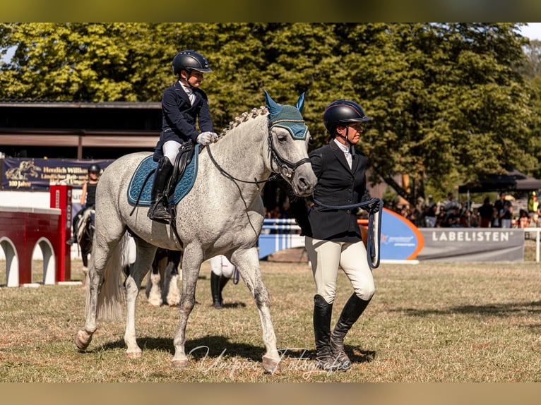 Poni alemán Semental 9 años 148 cm Tordo in ErgoldsbacH