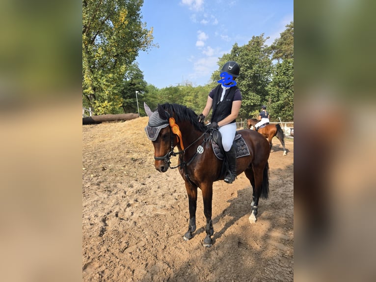 Poni alemán Semental 9 años 149 cm Castaño in Münchweiler an der Rodalb